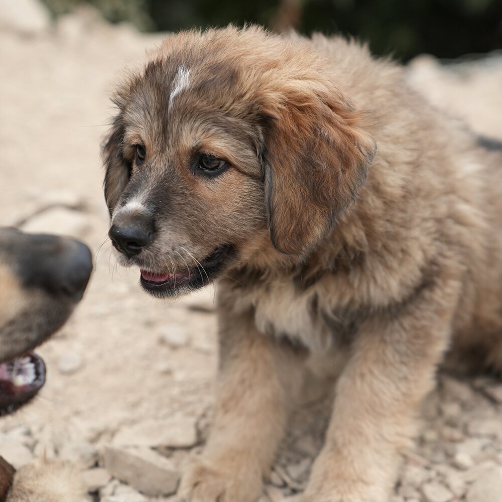 Cucciolo Uno / Puppy One photo 1