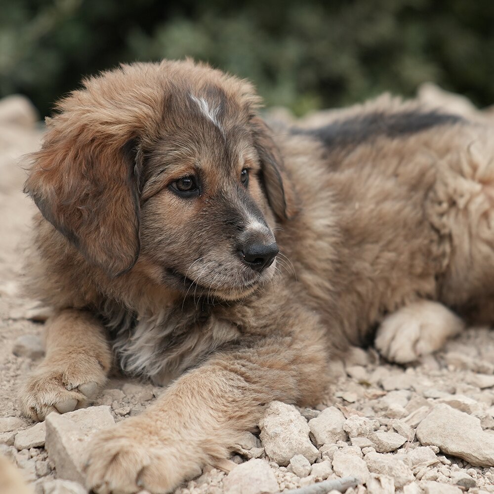 Cucciolo Uno / Puppy One photo 3