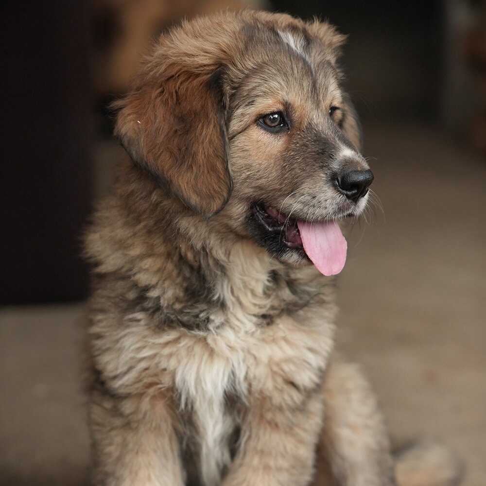 Cucciolo Uno / Puppy One photo 5