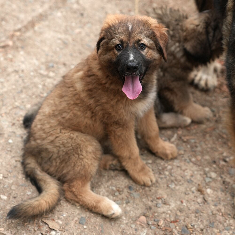 Cucciolo Due / Puppy Two photo 1