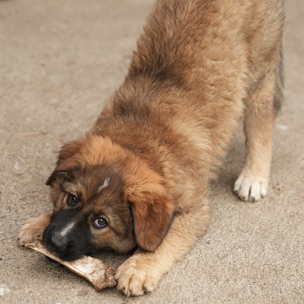 Cucciolo Due / Puppy Two photo 2