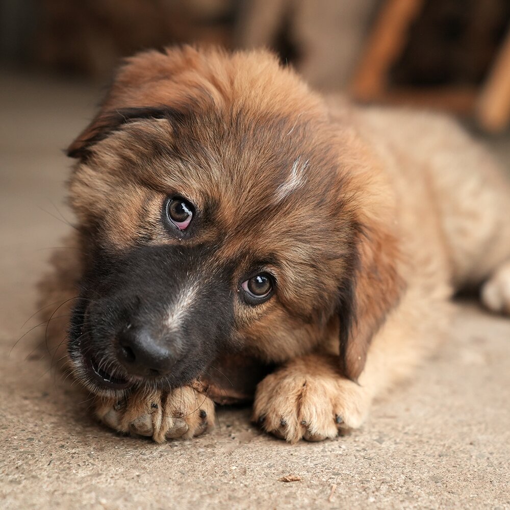 Cucciolo Due / Puppy Two photo 3