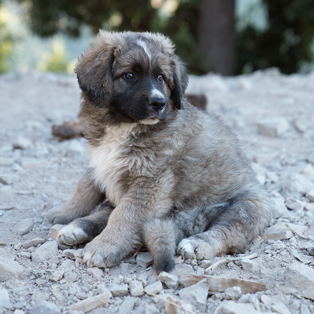 Cucciolo Tre / Puppy Three photo 1