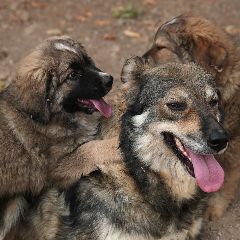 Cucciolo Tre / Puppy Three photo 2