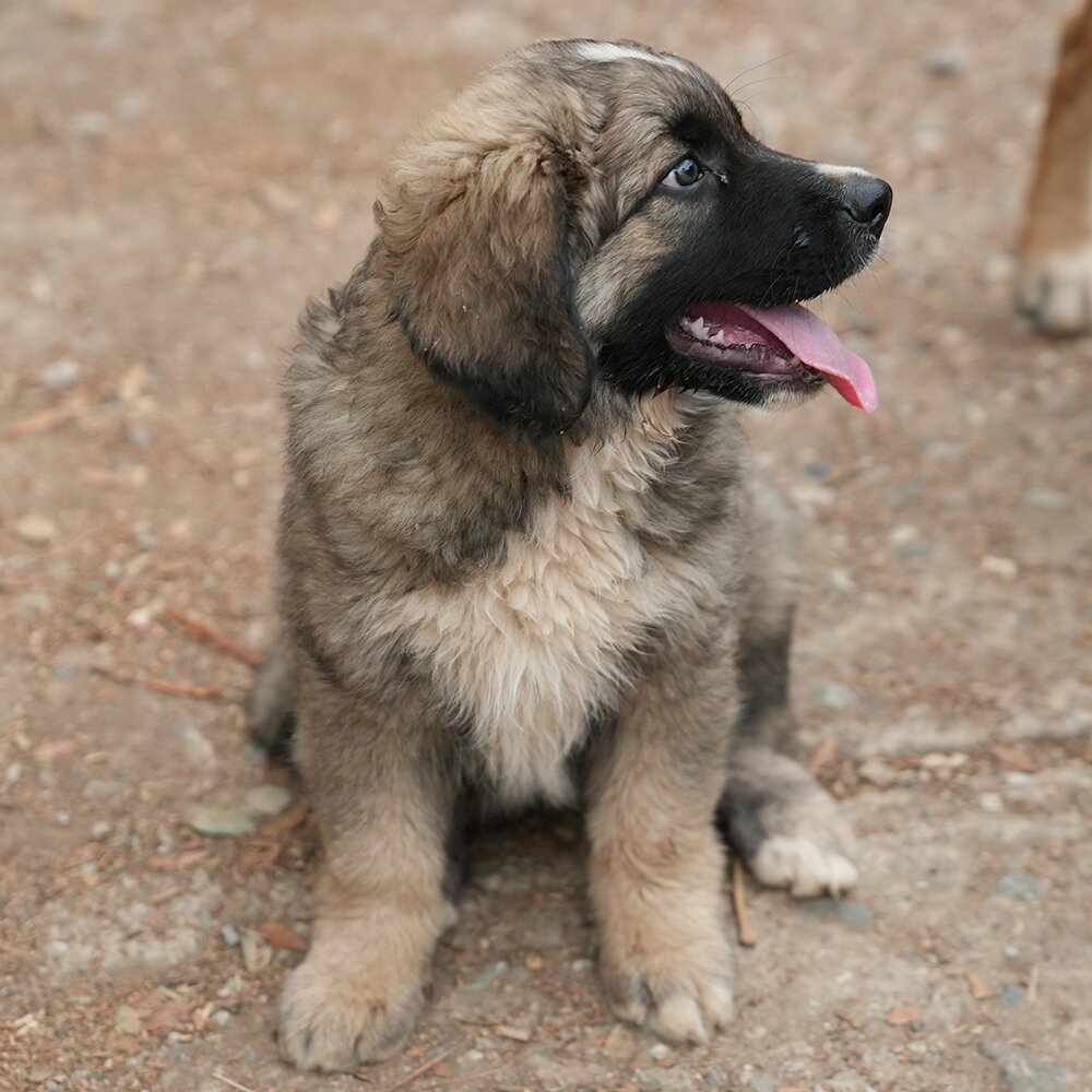 Cucciolo Tre / Puppy Three photo 3