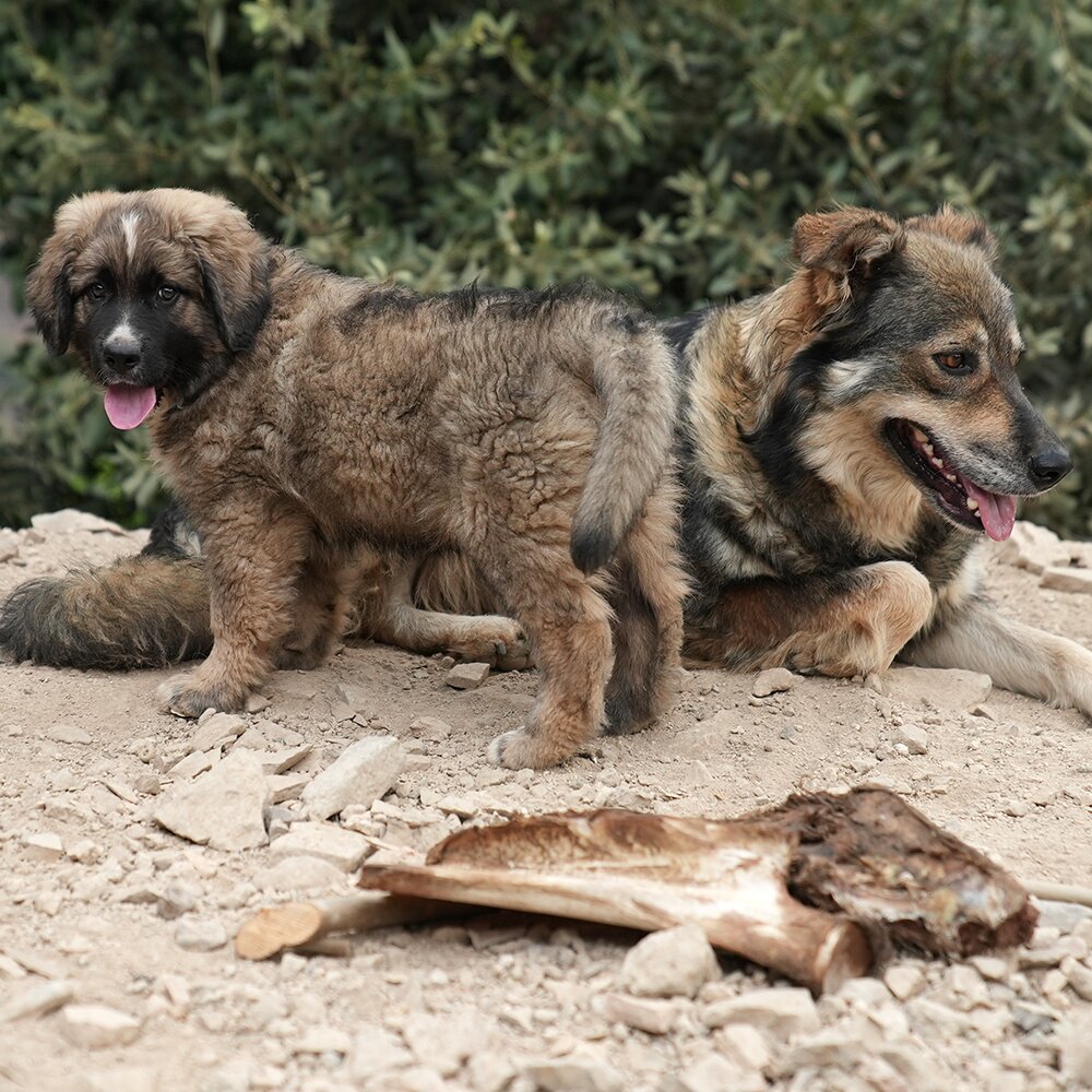 Cucciolo Tre / Puppy Three photo 4