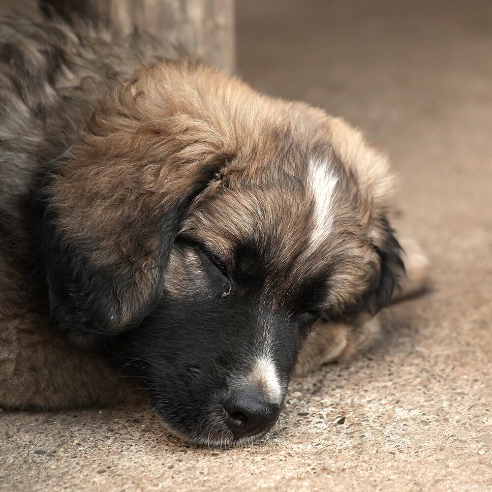 Cucciolo Tre / Puppy Three photo 5